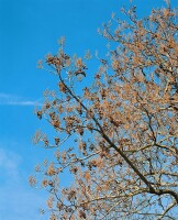 Paulownia tomentosa 80- 100 cm