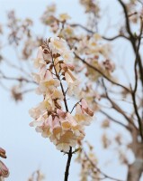 Paulownia tomentosa 80- 100 cm