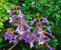 Paulownia tomentosa 80- 100 cm