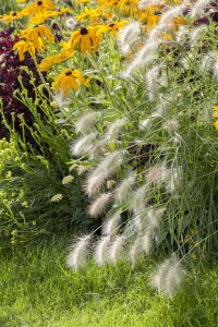 Pennisetum alopecuroides Hameln C5