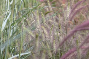 Pennisetum alopecuroides Hameln C5