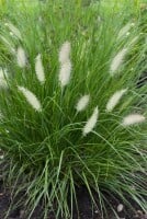 Pennisetum alopecuroides Hameln C5