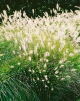 Pennisetum alopecuroides Hameln C5