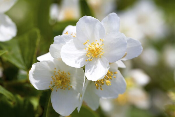 Philadelphus coronarius 9 cm Topf - Höhe variiert