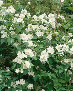 Philadelphus coronarius 9 cm Topf - Höhe variiert