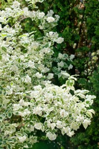 Philadelphus coronarius 9 cm Topf - Höhe variiert