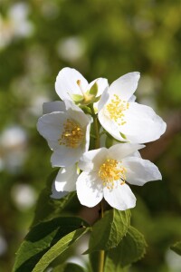 Philadelphus coronarius 9 cm Topf - Höhe variiert