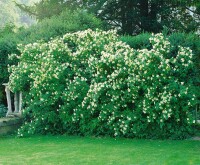 Philadelphus coronarius 9 cm Topf - Höhe variiert