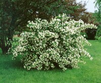 Philadelphus coronarius 9 cm Topf - Höhe variiert