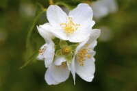 Philadelphus coronarius 9 cm Topf - Höhe variiert