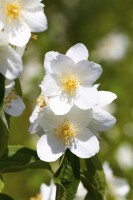 Philadelphus coronarius 9 cm Topf - Höhe variiert