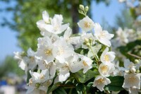 Philadelphus coronarius 9 cm Topf - Höhe variiert