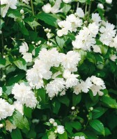 Philadelphus coronarius 9 cm Topf - Höhe variiert