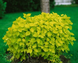 Philadelphus coronarius 60- 100 cm