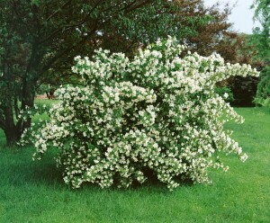 Philadelphus coronarius 80- 100 cm