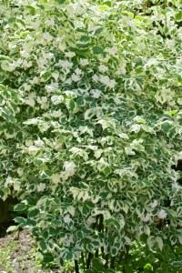 Philadelphus coronarius 80- 100 cm