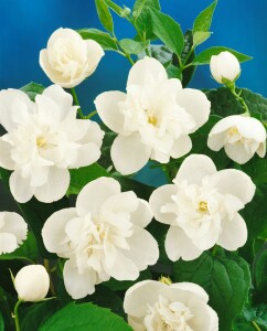 Philadelphus coronarius 80- 100 cm