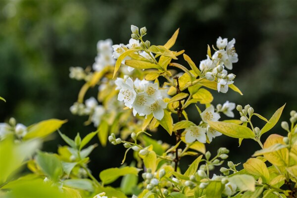 Philadelphus coronarius Aureus 100- 125 cm