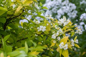 Philadelphus coronarius Aureus 100- 125 cm