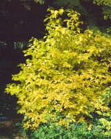 Philadelphus coronarius Aureus 100- 125 cm