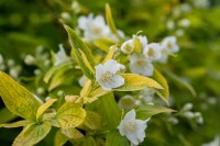 Philadelphus coronarius Aureus 100- 125 cm