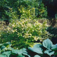 Philadelphus coronarius Aureus 100- 125 cm