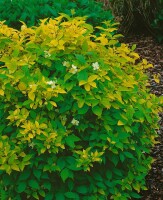 Philadelphus coronarius Aureus 100- 125 cm