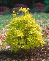 Philadelphus coronarius Aureus 100- 125 cm