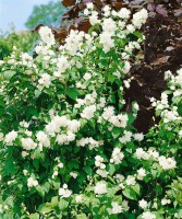 Philadelphus Schneesturm 100- 125 cm