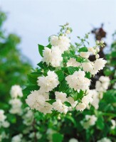 Philadelphus Schneesturm 100- 125 cm