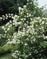 Philadelphus Schneesturm 100- 125 cm