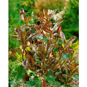 Photinia fraseri Camilvy 80- 100 cm