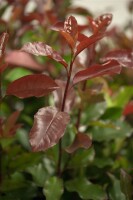 Photinia fraseri Camilvy 80- 100 cm