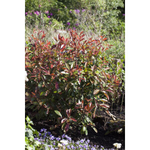 Photinia fraseri Red Robin 40- 60 cm