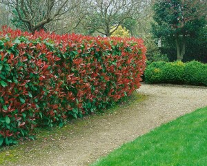 Photinia fraseri Red Robin mehrjährig Stammhöhe 80 cm + Krone