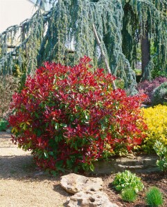 Photinia fraseri Red Robin mehrjährig Stammhöhe 80 cm + Krone