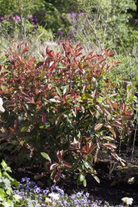 Photinia fraseri Red Robin mehrjährig Stammhöhe 80 cm + Krone