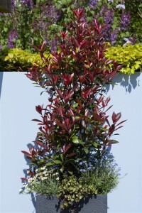 Photinia fraseri Red Robin mehrjährig Stammhöhe 80 cm + Krone