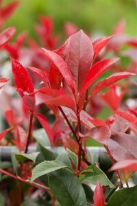 Photinia fraseri Red Robin mehrjährig Stammhöhe 80 cm + Krone