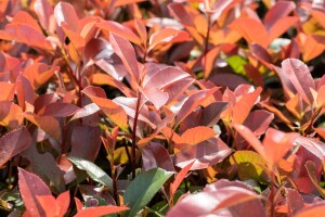 Photinia fraseri Red Robin mehrjährig Stammhöhe 80 cm + Krone