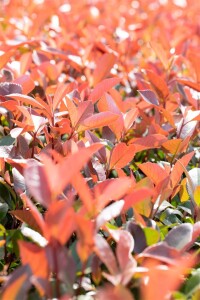 Photinia fraseri Red Robin mehrjährig Stammhöhe 80 cm + Krone