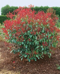 Photinia fraseri Red Robin mehrjährig Stammhöhe 80 cm + Krone