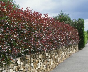 Photinia fraseri Red Robin mehrjährig Stammhöhe 80 cm + Krone