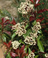 Photinia fraseri Red Robin mehrjährig Stammhöhe 80 cm + Krone