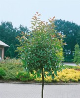 Photinia fraseri Red Robin mehrjährig Stammhöhe 80 cm + Krone