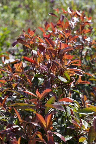 Photinia fraseri Red Robin Sta C5 Krone mehrj. Sth. 125-