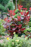 Photinia fraseri Red Robin Sta C5 Krone mehrj. Sth. 125-