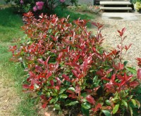 Photinia fraseri Red Robin Sta C5 Krone mehrj. Sth. 125-