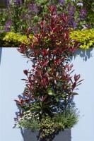 Photinia fraseri Red Robin Sta C5 Krone mehrj. Sth. 125-