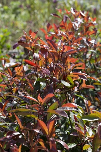 Photinia fraseri Red Robin kräftig 3xv mDb 100- 125 cm